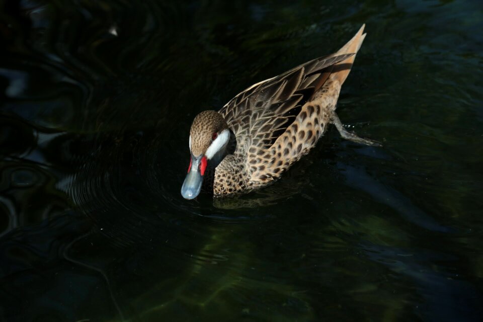 Water nature bird