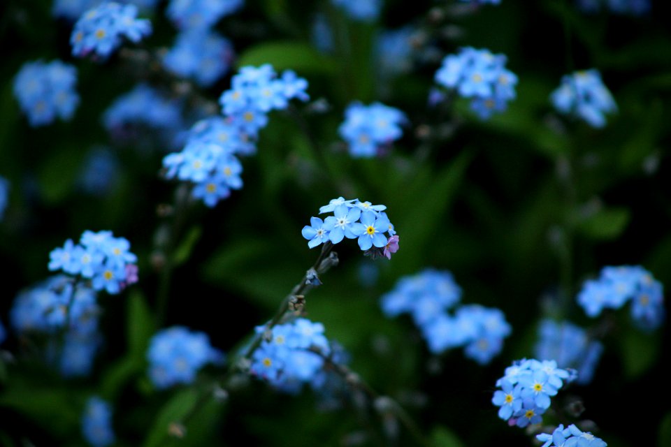 tilt shift photography of blue flowers photo