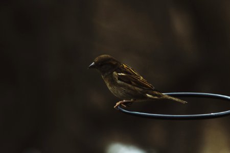 brown sparrow on black steel ring in tilt shift lens photography photo