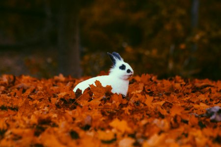 white and black rabbit surrounded by brown dried leaves