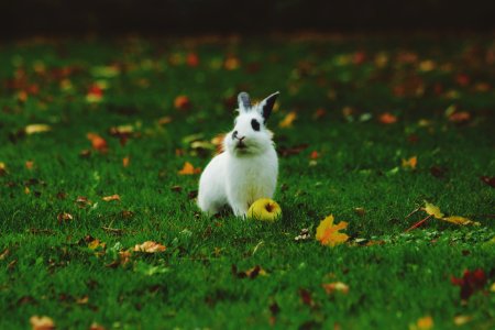 white rabbit standing on grass photo
