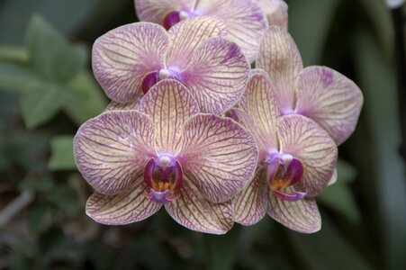 Bloom flowers exotic