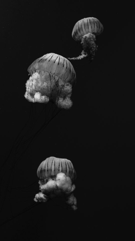 Georgia aquarium, Atlanta, United states