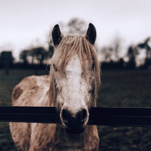 brown and white horse on grass photo