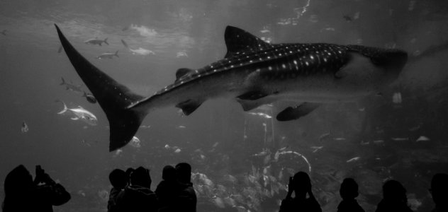 Georgia aquarium, Atlanta, United states