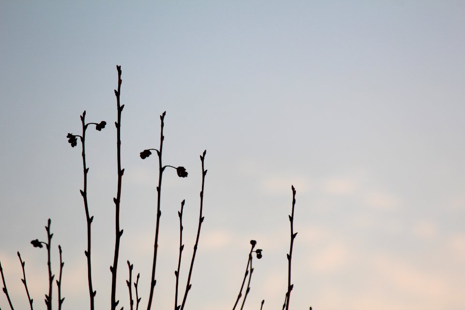 Tree, Spring, Montevideo