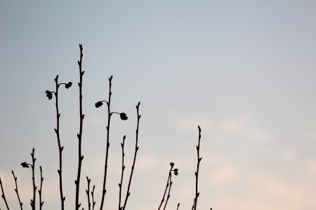 Tree, Spring, Montevideo