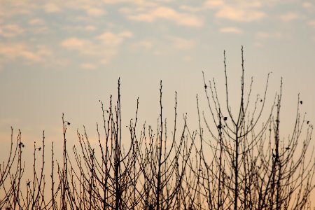 Nature, Sunset, Sprout