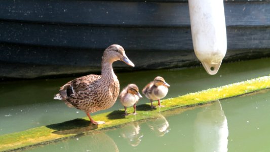 Animals, Ducks, Msterdam
