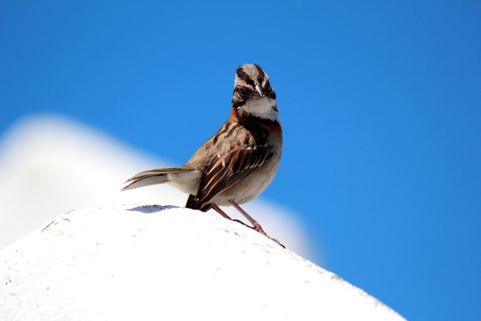 Uruguay, Casapueblo, Punta ballena