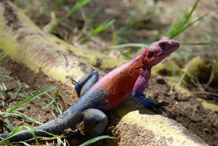 Red skin exotic pink skin