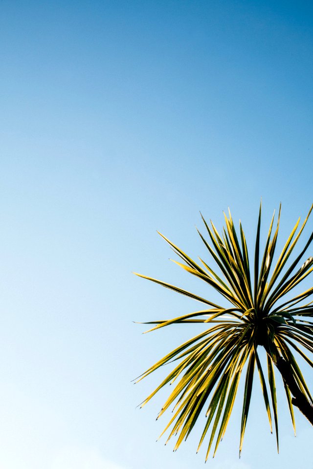 close-up photo of green leaf plant under blue sky