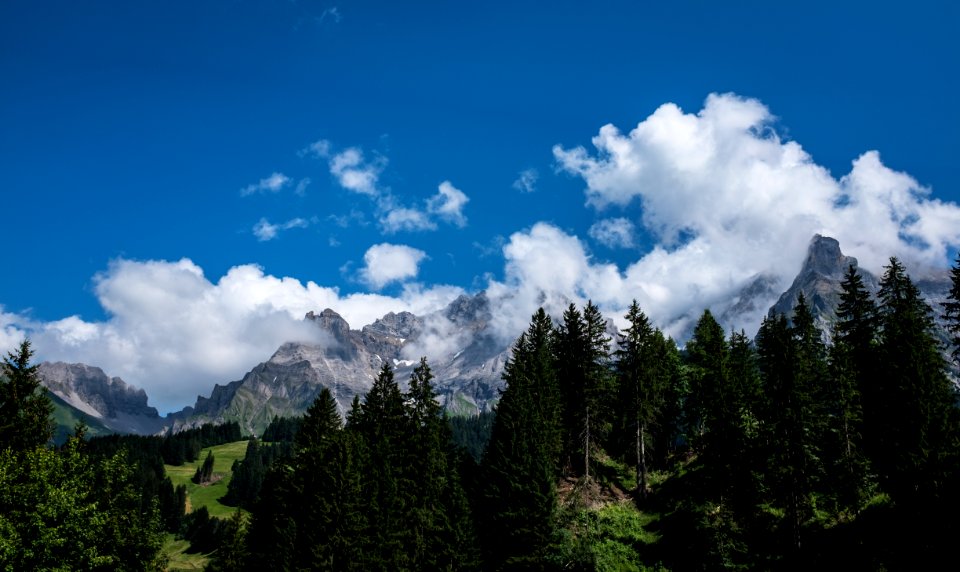 in distant brown mountain and green pine trees photo