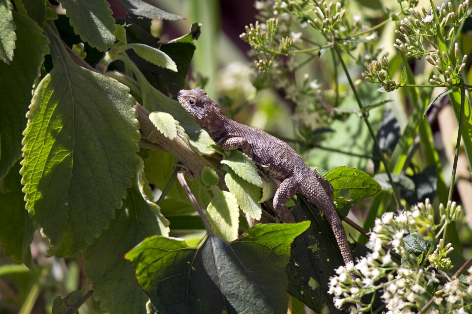 Animal reptile green