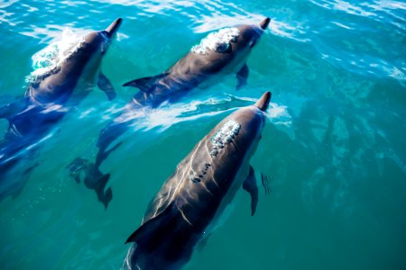 three dolphins swimming in body of water photo