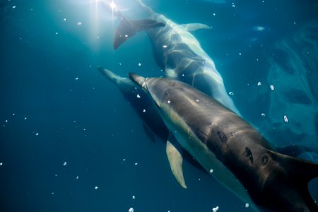 underwater photography of three dolphins photo