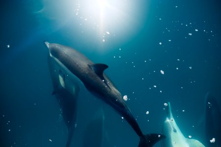 dolphin under the sea photo