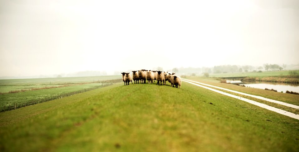 herd of sheep on field at daytime