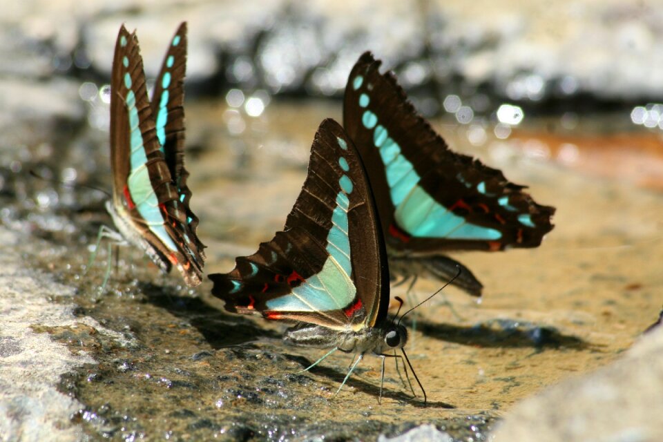 Butterfly australia insects
