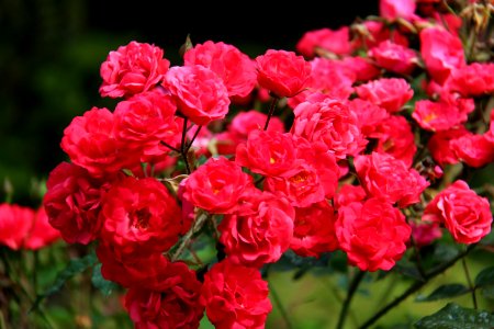 Azores, Portugal, Flowers