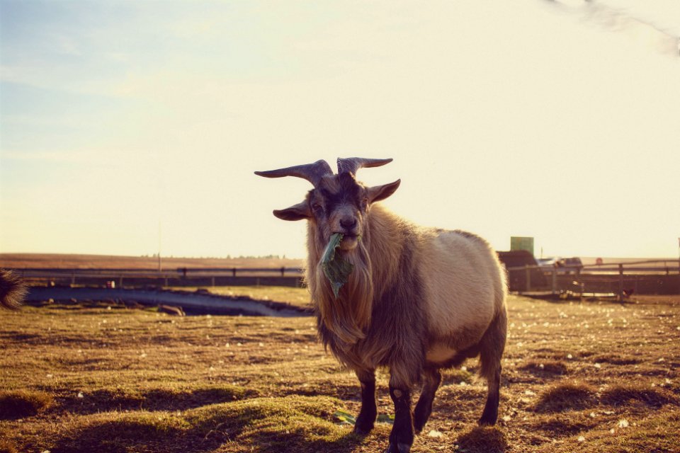 Animal, Lettuce, Golden hour