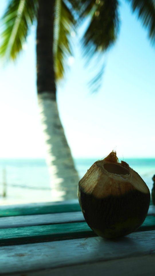 Belize, Caye caulker, Palmtree
