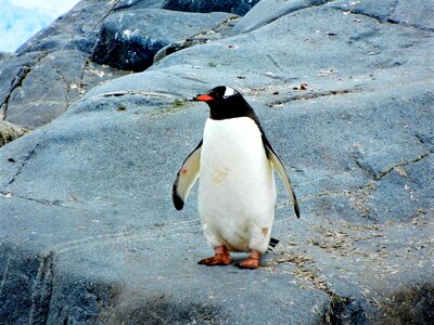 Cute penguin blue birds photo