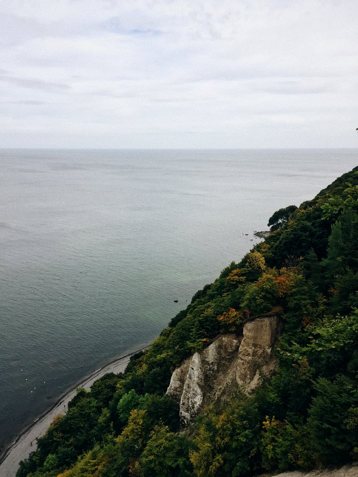 green-leafed trees near body of water