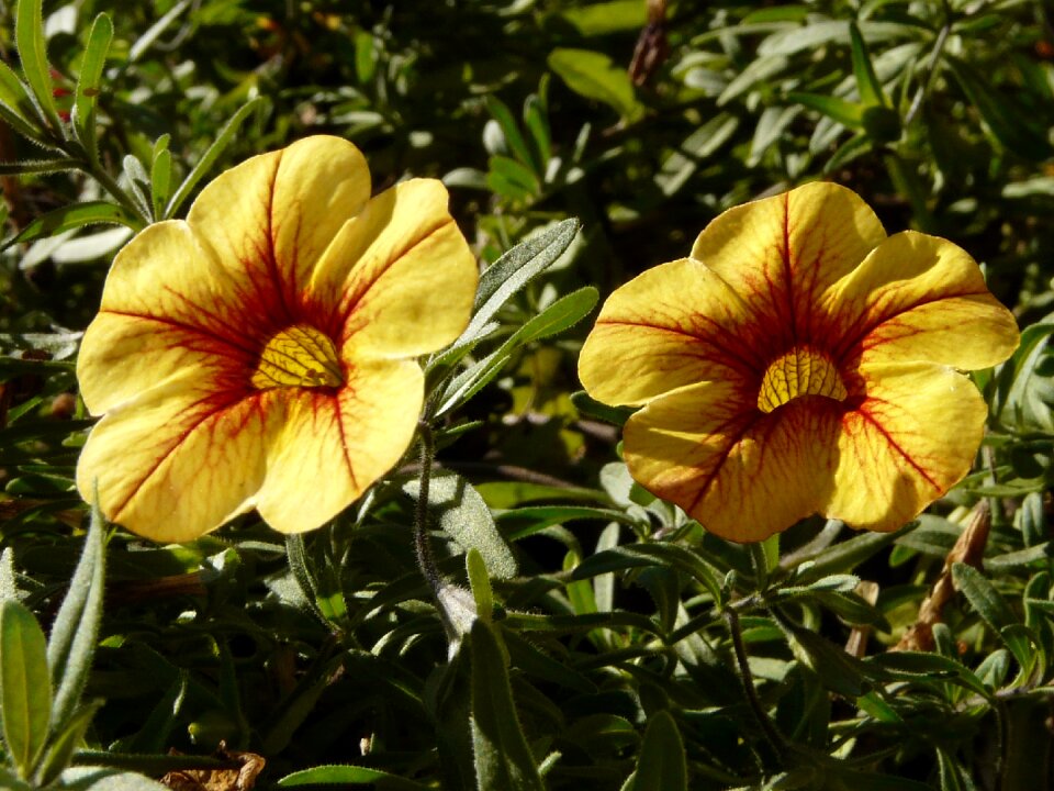 Yellow garden orange flower