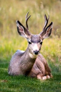 selective focus of brown deer lying on green grass during daytime photo