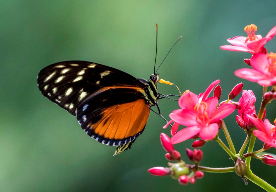 Fairchild tropical botanic garden, Coral gables, United states