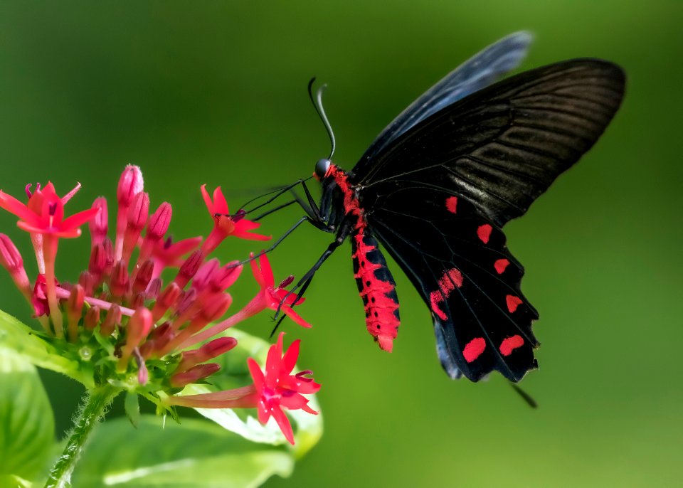 Fairchild tropical botanic garden, Miami, United states
