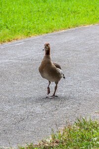 Wild goose pedestrian go photo
