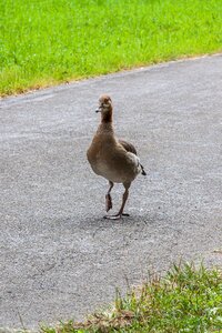 Wild goose pedestrian go