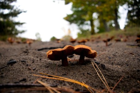 North canal township park, Houghton, United states
