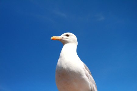 white bird