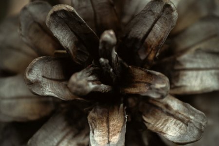 close-up photography of grey plant photo