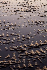 Brighton, United kingdom, Pattern