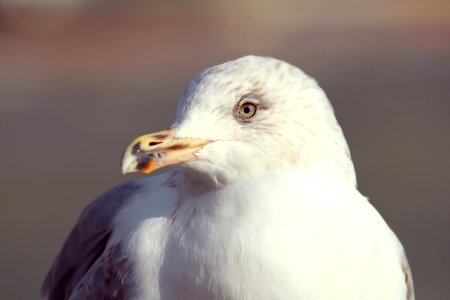 white bird photo