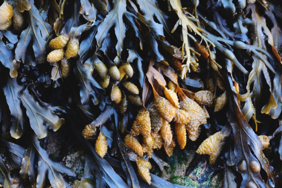 Nature, Seashore, Seaweed
