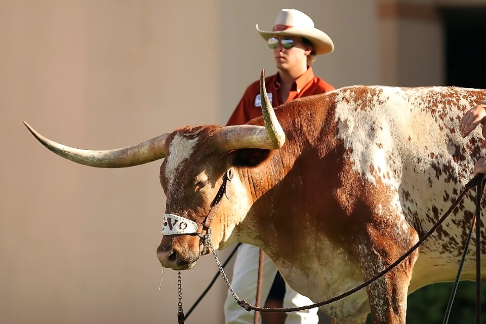 Longhorn cowboy wrangler