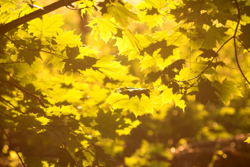 Warm, Yellow, Forest
