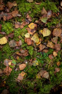 Green, Leaves, Autumn