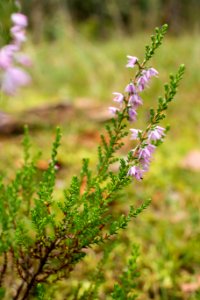 Forest, Heath, Plant