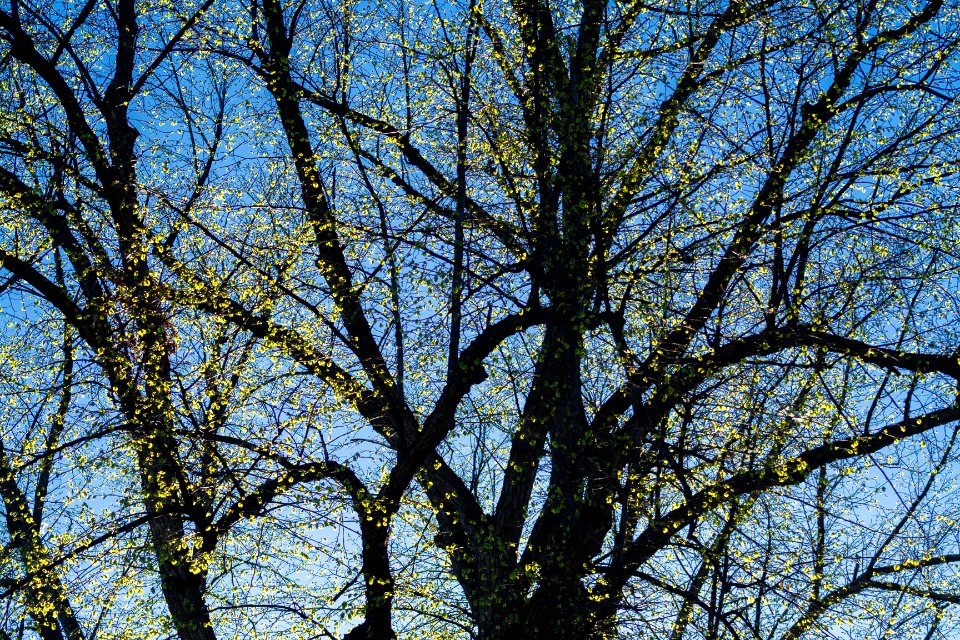Blue, Sky, Tree