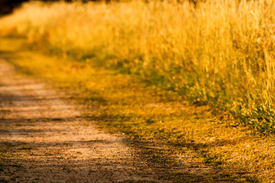 Nature, Warm, Yellow