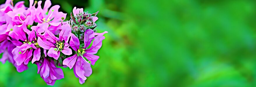 Plant flower purple