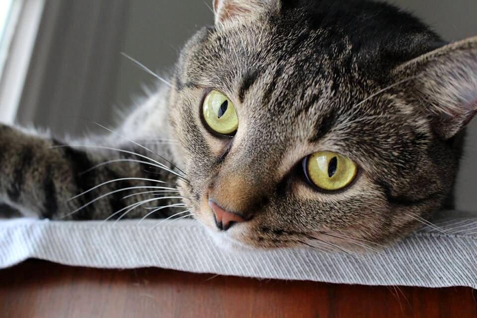 Animal cute domestic