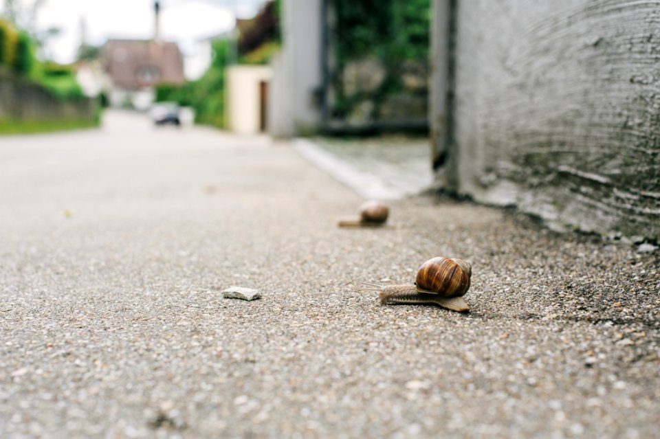 brown snail on gray concrete floor during daytime photo