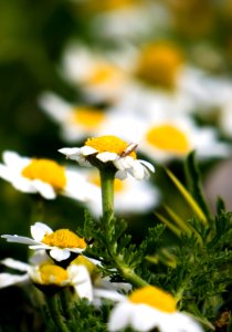 Wildlife, Insects, Blur